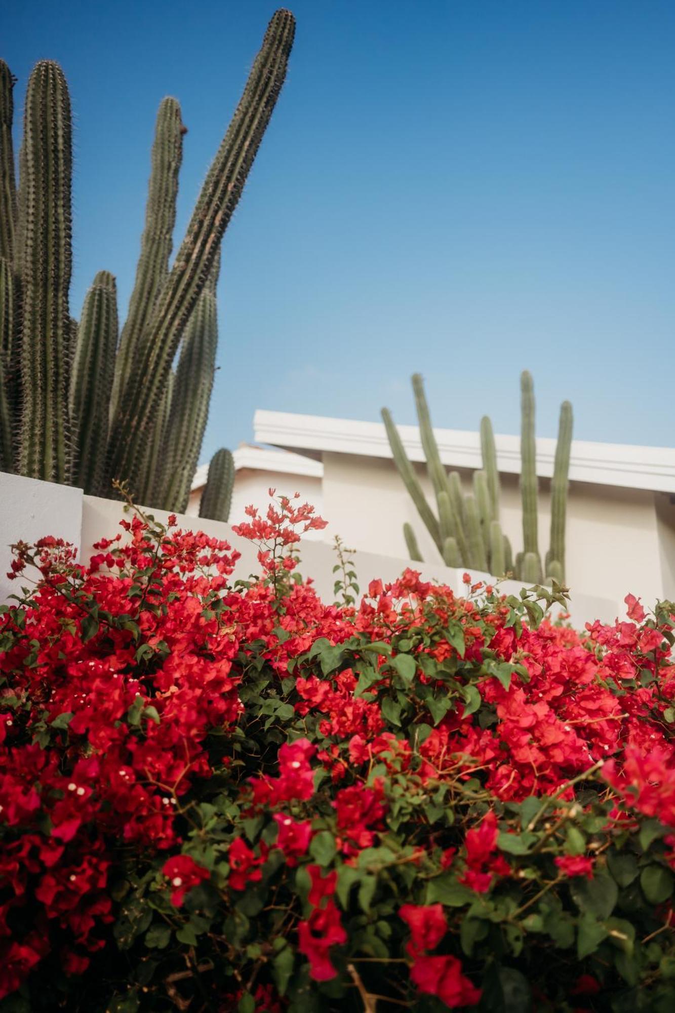 Pura Vida Aruba Appartement Palma Noord Exterior foto